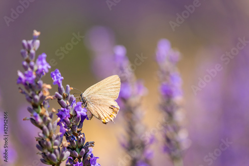 Butterfly on a lavender meadow