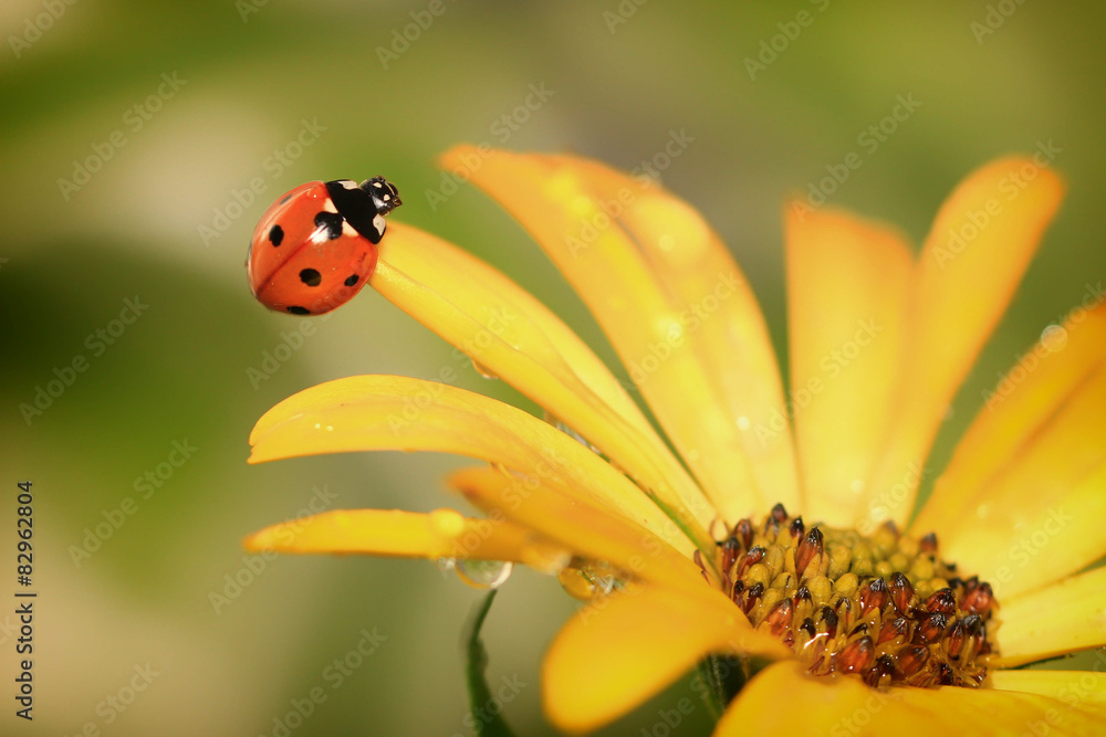Naklejka premium Coccinelle sur une fleur