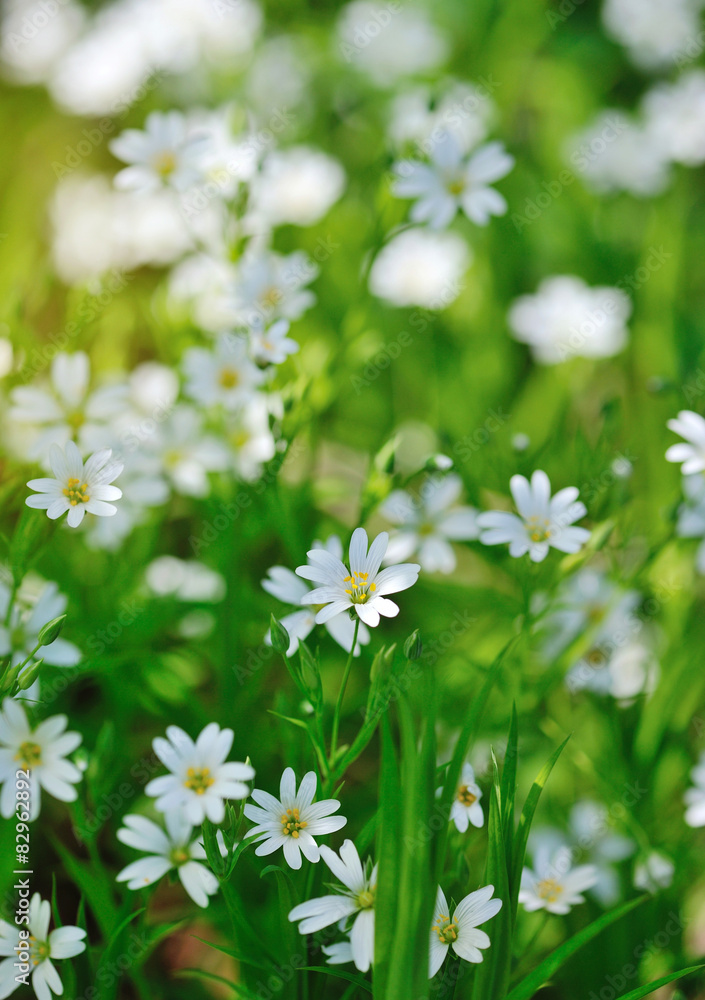 Stellaria blooms on May green meadow Stellaria blooms on May green meadow
