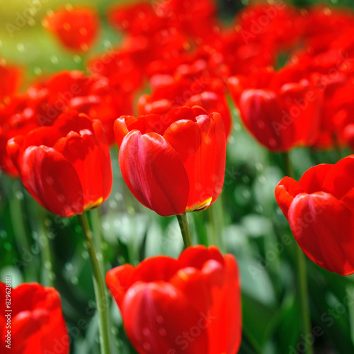 Group of red tulips in the park