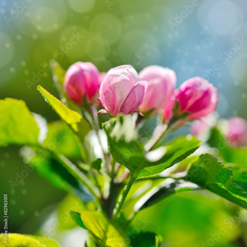 Fototapeta Naklejka Na Ścianę i Meble -  Apple blossom buds against blue sky