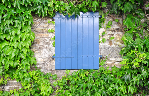 Blue wooden window with ivy around 