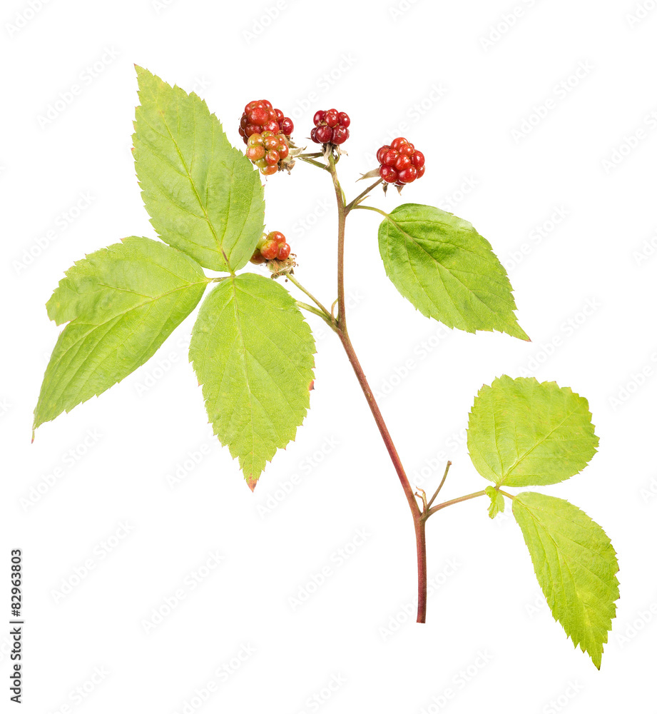 unripe blackberry with green leaves isolated on white unripe blackberry with green leaves isolated on white