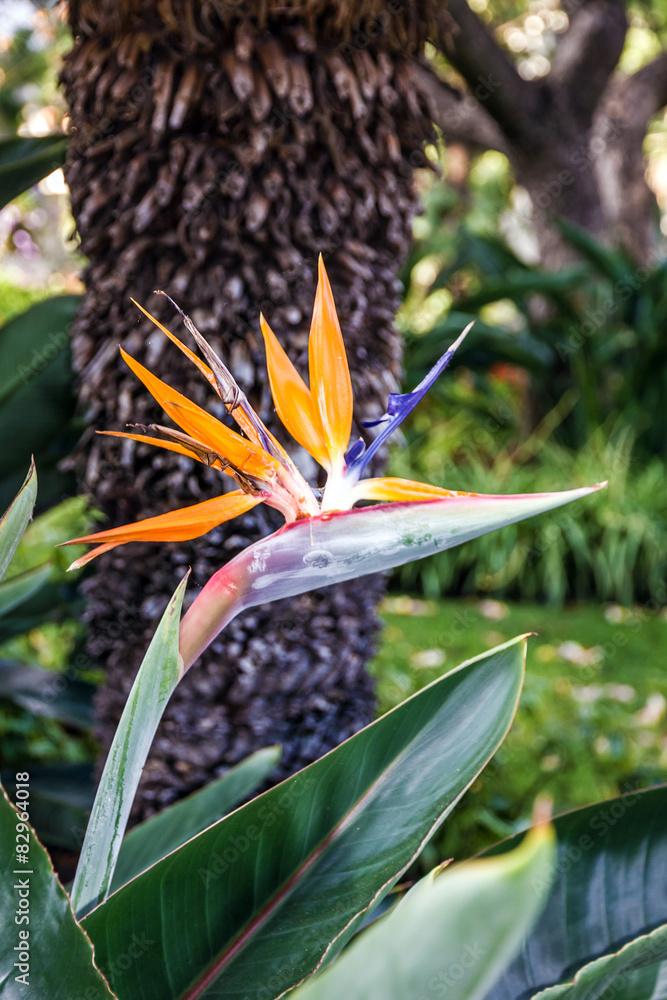 Obraz premium Tropical flower strelitzia, bird of paradise, Madeira island, Fu