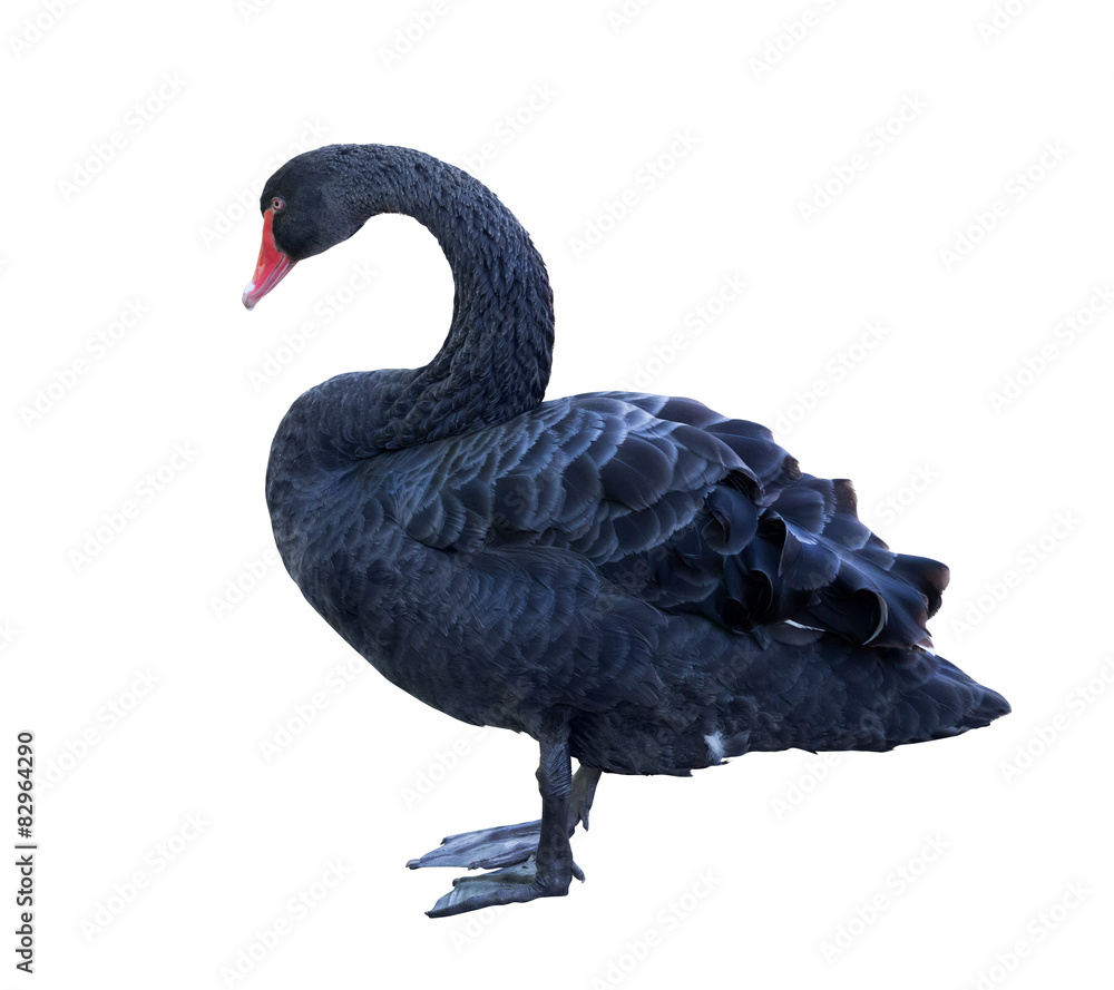 Fototapeta premium black color standing swan on white