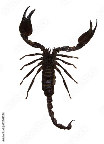 large black isolated scorpion © Alexander Potapov