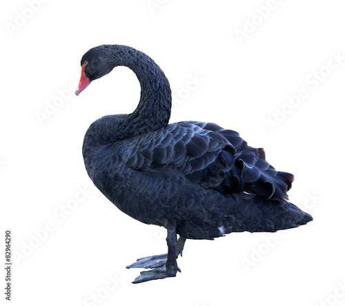 black color standing swan on white