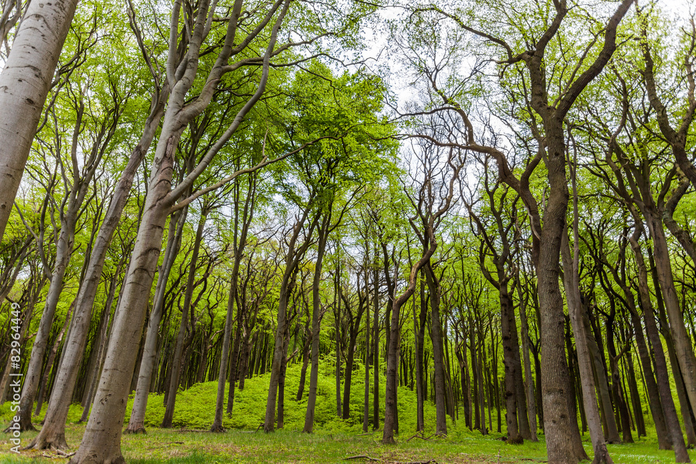Fototapeta premium Gespensterwald Nienhagen