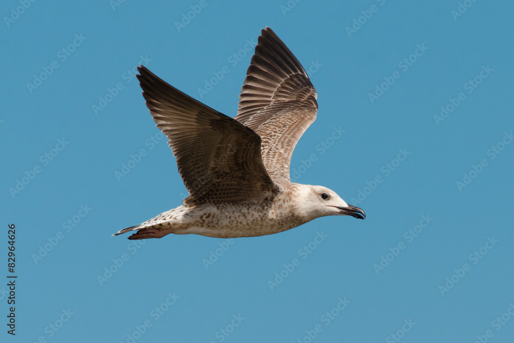 Fototapeta premium cormorant flying