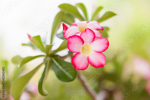 Desert rose flowers in garden. © rueangrit