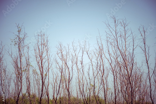 Dead Tree with filter effect retro vintage style