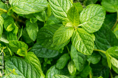 High angle view of the leaves of the mint herb.