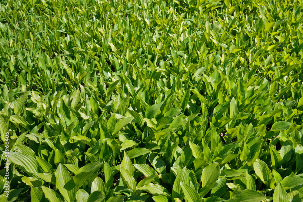 Green leaves of plants in a sunny day filling frame