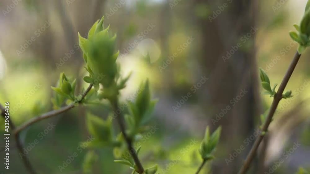 lilac buds closeup on sunny spring day focus pull, prores hq lilac buds closeup on sunny spring day focus pull, prores hq