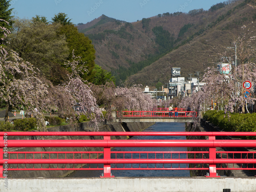 天童　倉津川の桜並木