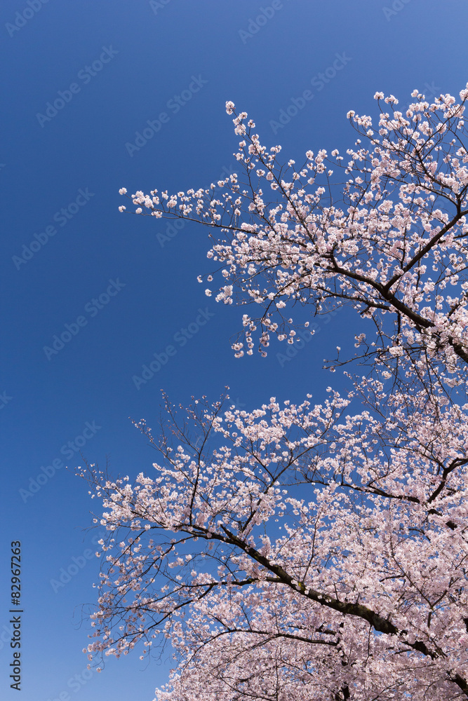 浅草　隅田公園の桜並木