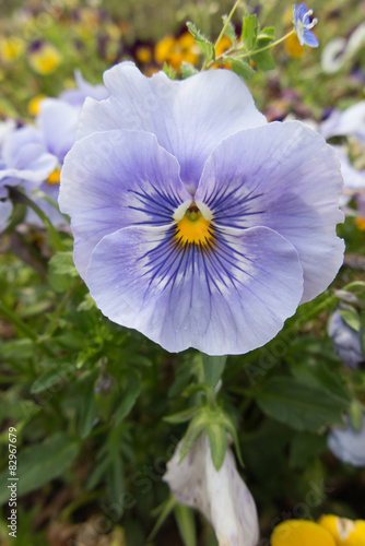 violet in the garden
