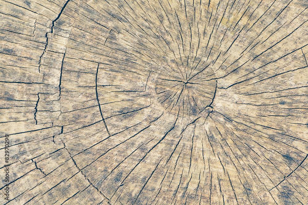 Fototapeta premium White leather belt with blue denim jean and shirt