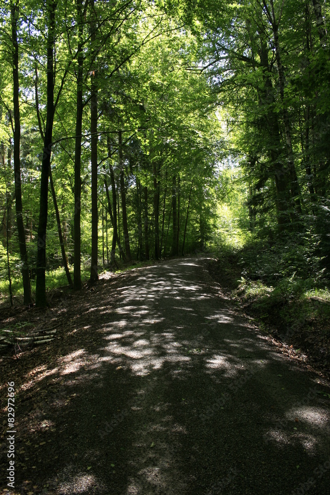 Obraz premium waldweg