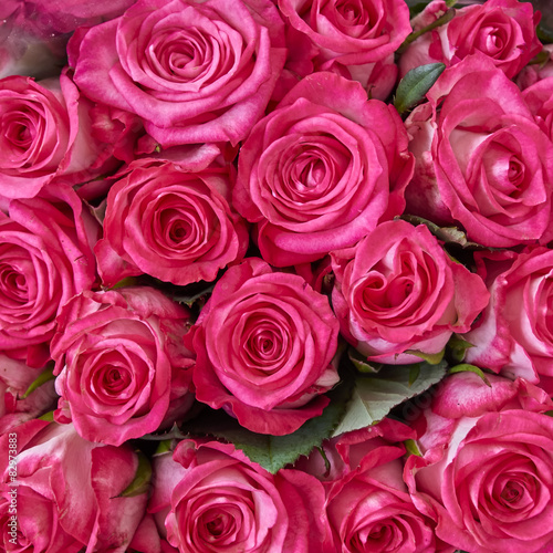fresh rose flowers closeup, natural background