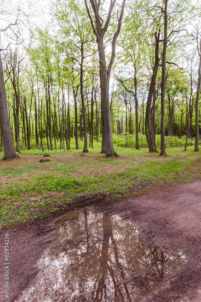 Frühling im Wald Frühling im Wald