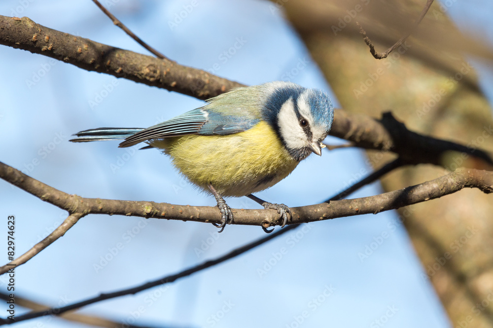 Obraz premium Blue tit portrait. Looking in the camera