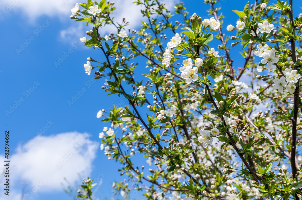 Bloom on the tree in spring Bloom on the tree in spring