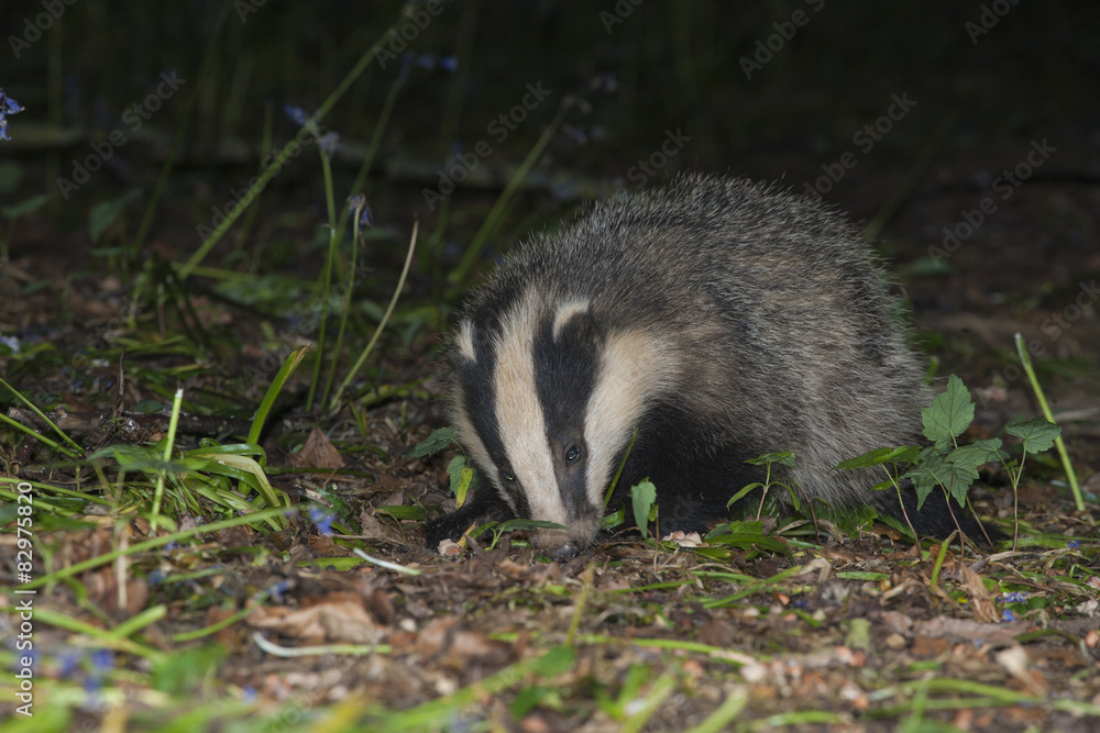 Badger - Meles meles Badger - Meles meles