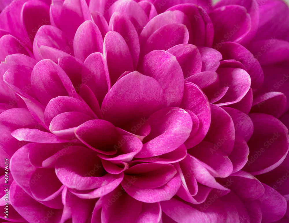 Chrysanthemum Chrysanthemum