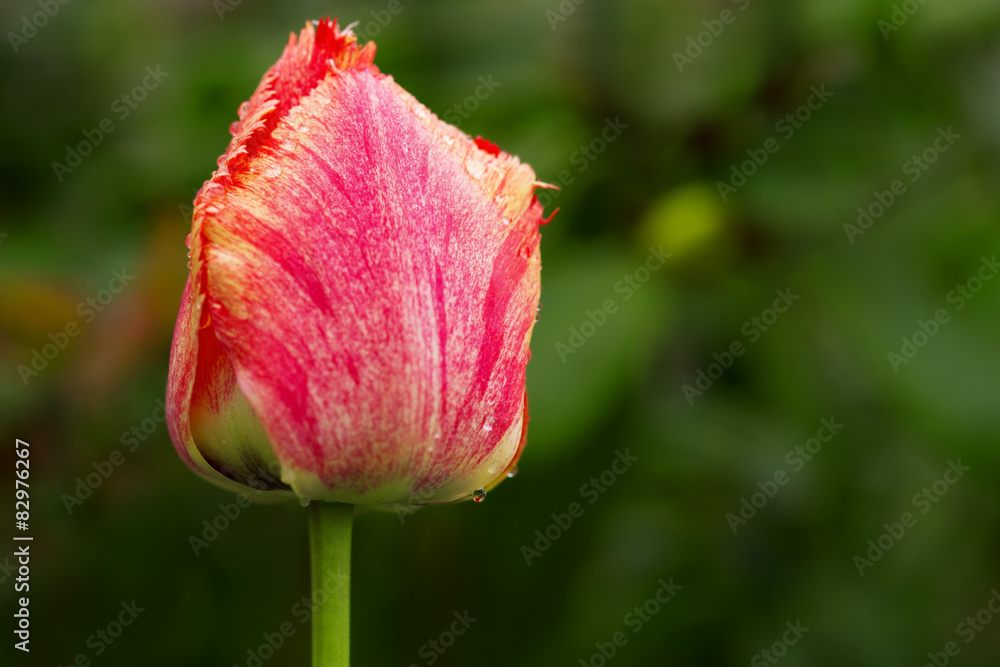 Spring tulip flowers.
