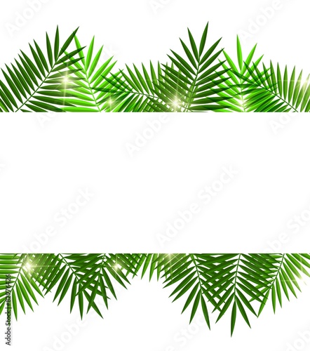 Leaves of palm tree on white background
