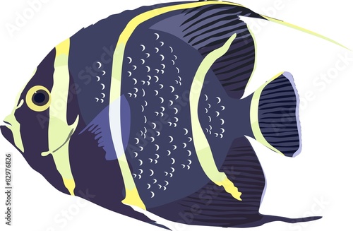 Pomacanthus paru
