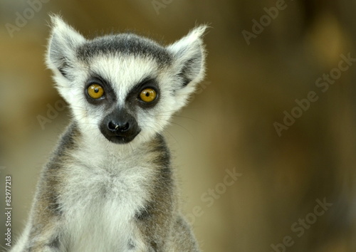 Lemuren © krokotraene315