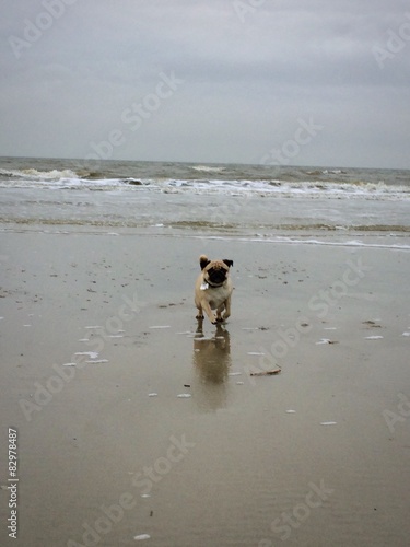 Mops am Strand © franzima