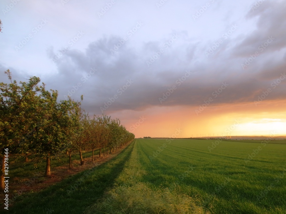 Obraz premium Kirschbäume und Feld