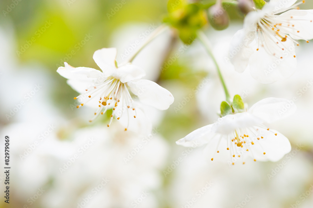 Kirschblüten Kirschblüten