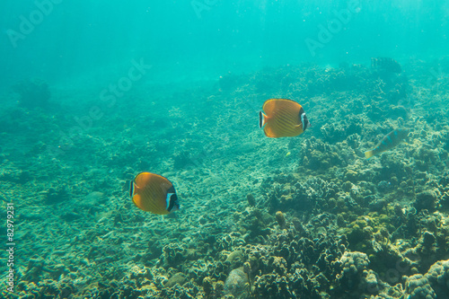 Underwater photography of a couple of butterfly fishes