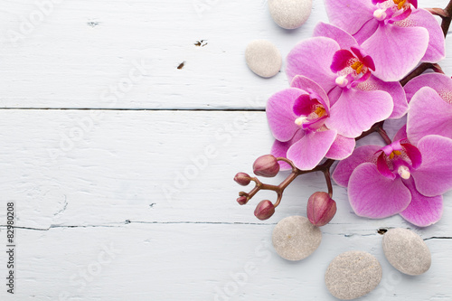 Fototapeta Naklejka Na Ścianę i Meble -  Pink orchid flower.