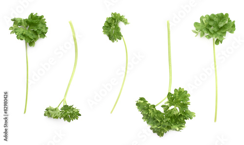 Petroselinum crispum parsley plant isolated