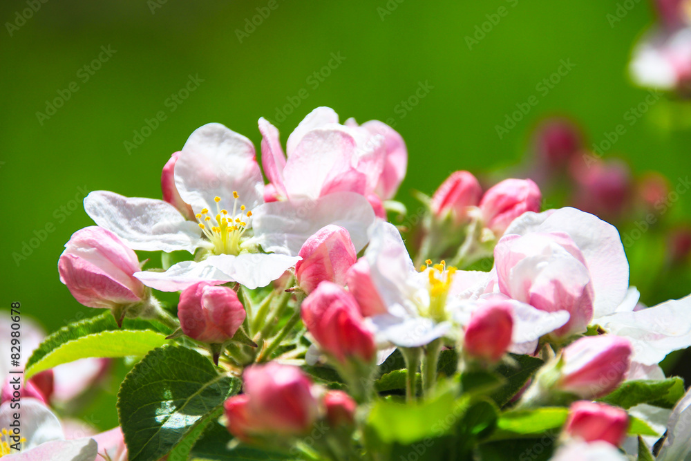 bloosom bloosom
