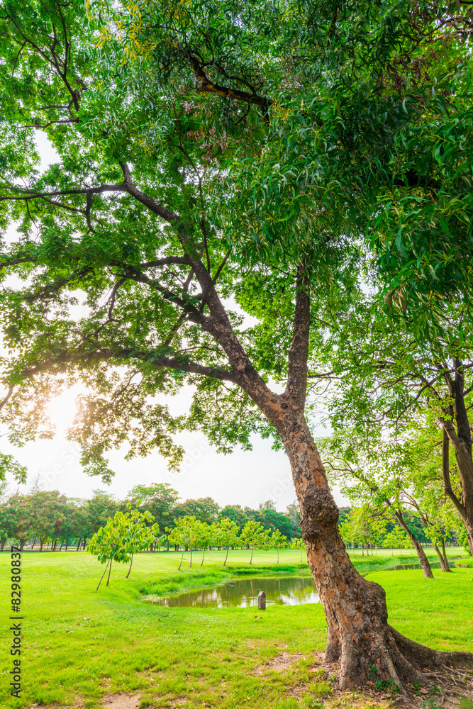 Obraz premium Big tree in puclic park