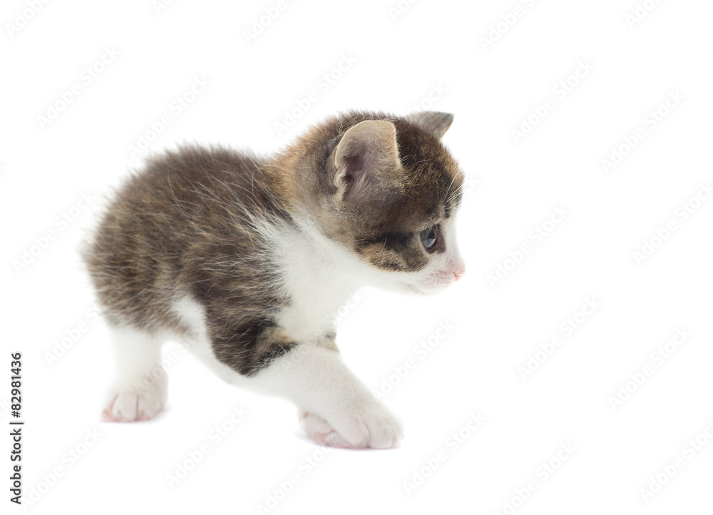Playful kitten on a white background