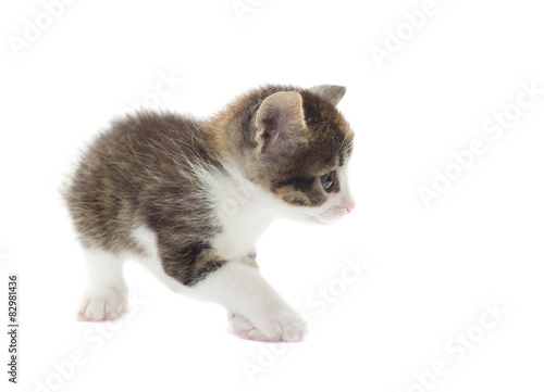 Playful kitten on a white background