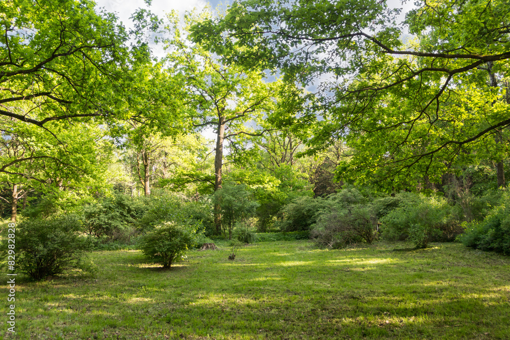 plants in Main Botanical Garden behalf of Tsitsin