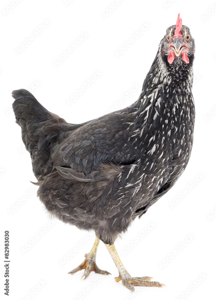 Fototapeta premium Black chicken.