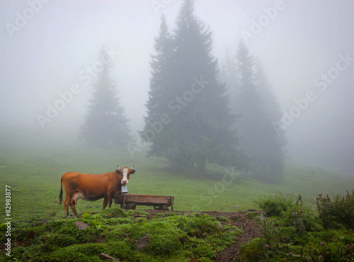 cow in the forest