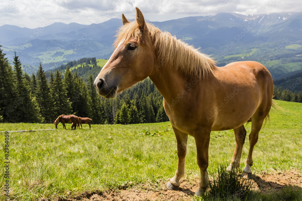 Fototapeta premium Horse on a mountain pasture
