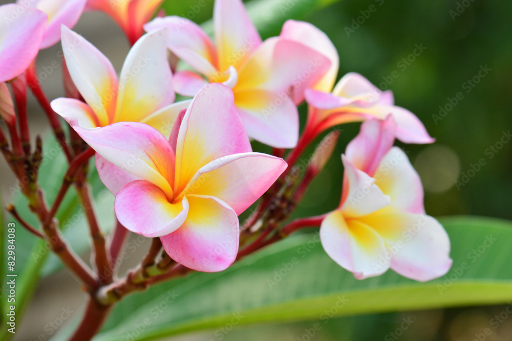 white , pink and yellow Plumeria flowers