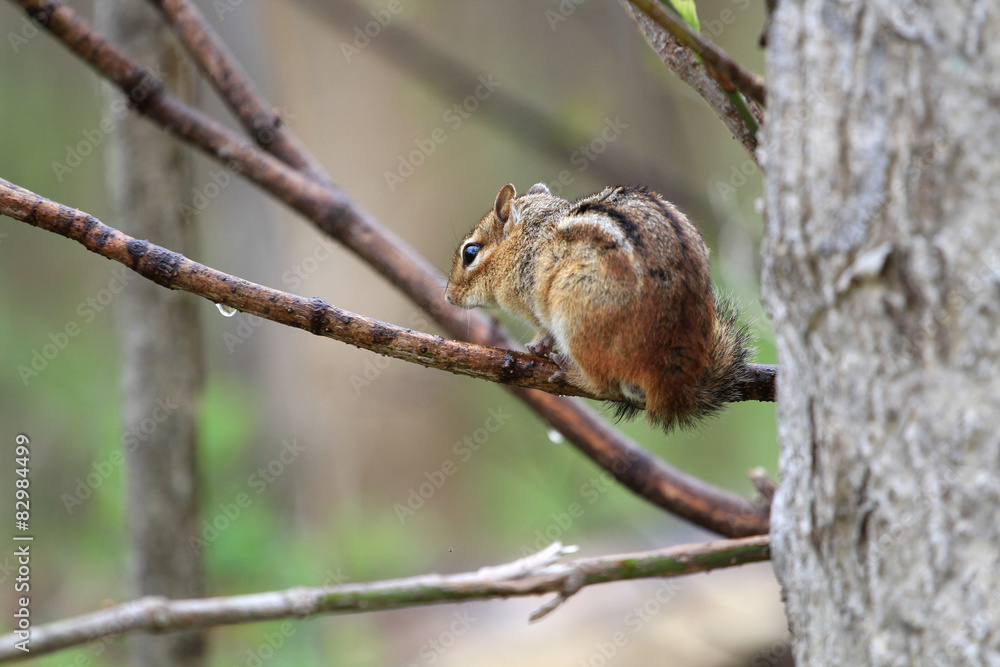 Fototapeta premium eastern Chipmunk sitting on branch in rain