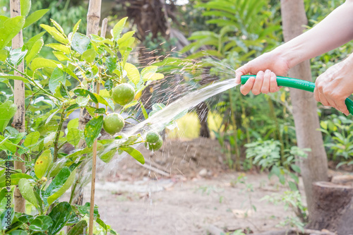  watering lime tree